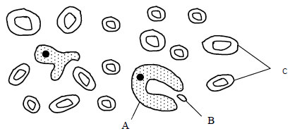 The diagram below represents a cell as seen under an electron