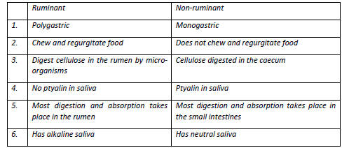 Ruminant Vs Non Ruminant Digestive System