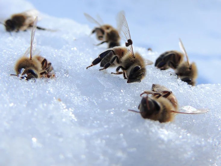 When dead bees are a sight! A Winter's Tale