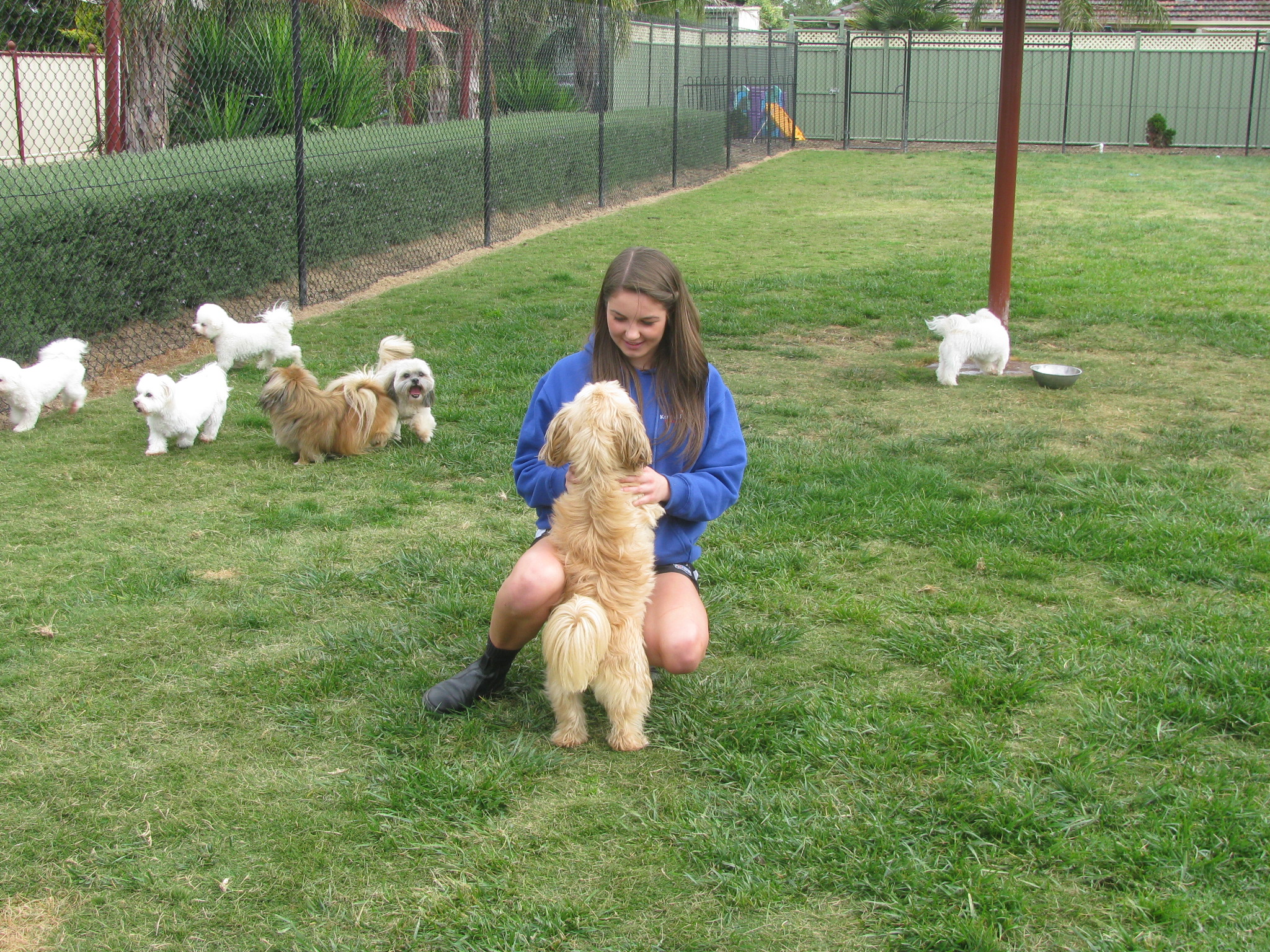 Exercise Boarding Kennels Melbourne Dog Kennels Cattery Pet Resort