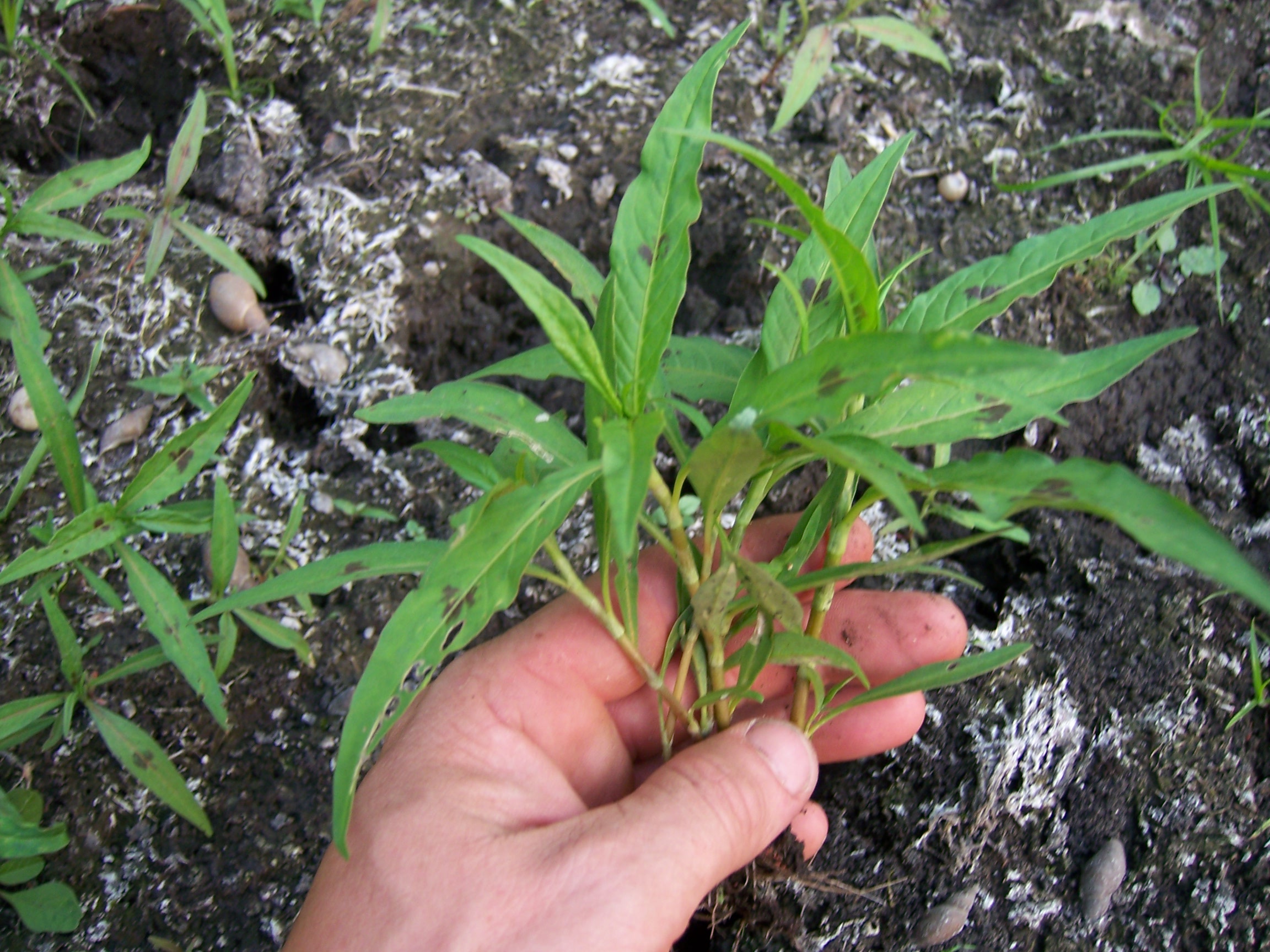 Smart Weed