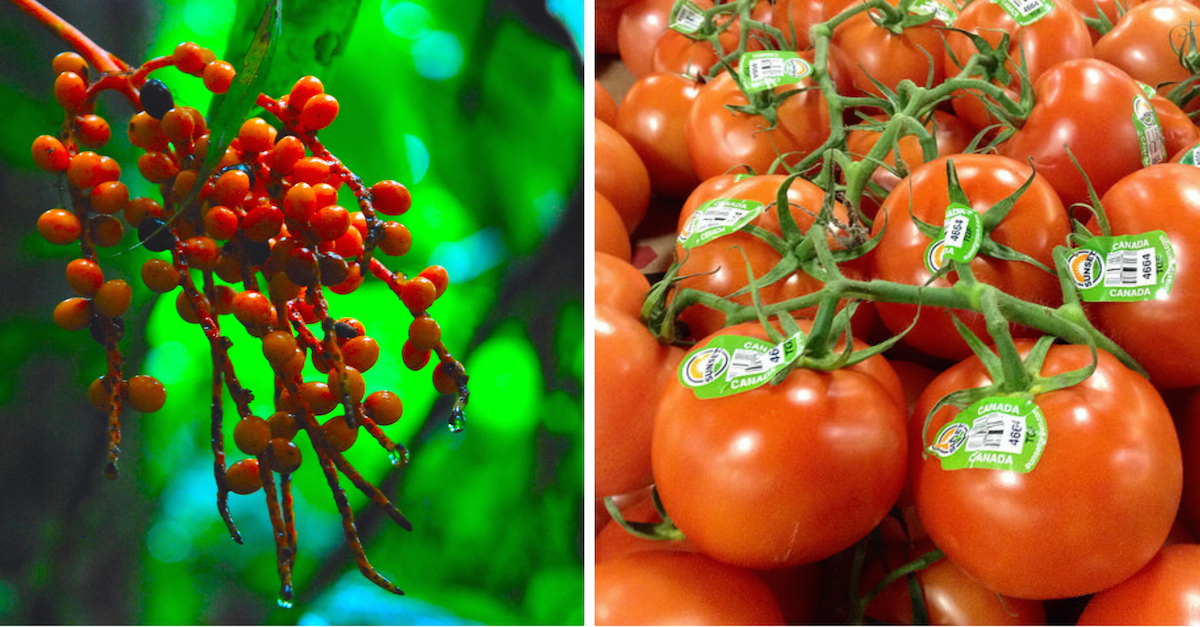 What Fruits And Vegetables Looked Like Before We Domesticated Them