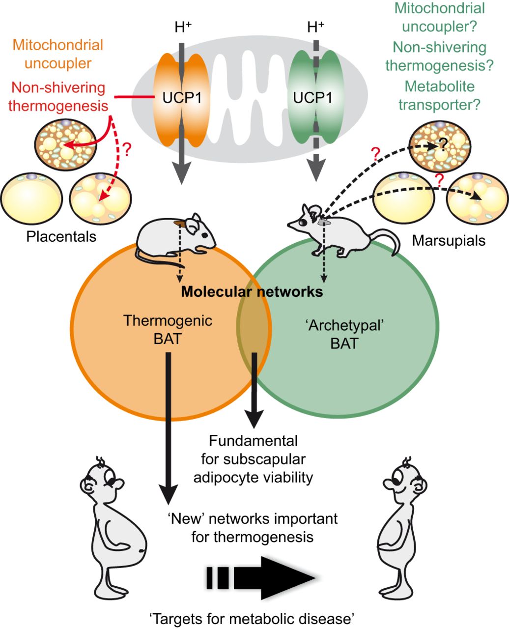 Nobody is 100% fat adapted, nor 100% carb burning. Web if you’re keto adapted, you’re following the keto diet,. What happens to carbs/sugars when in keto/fat adapted Show me the