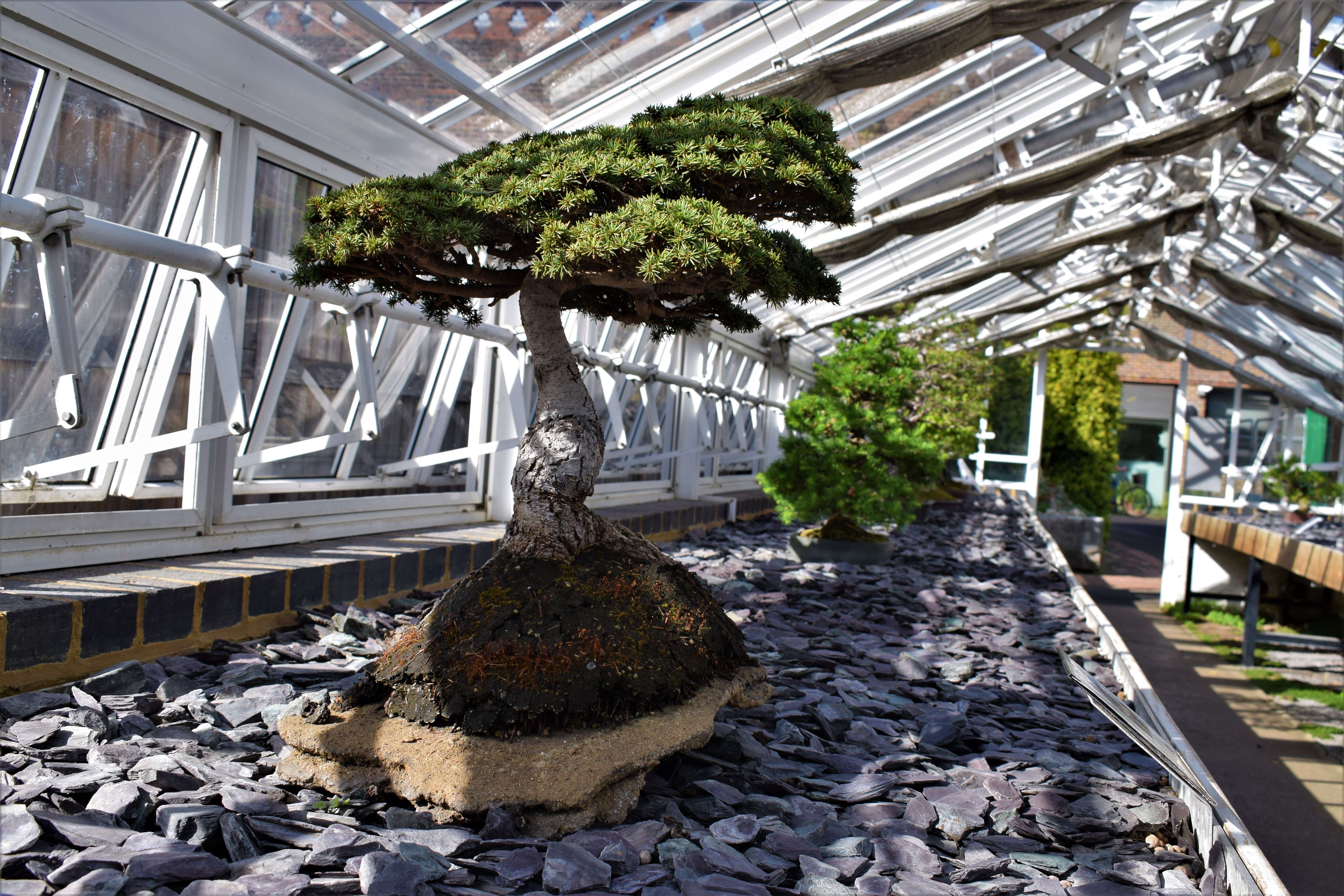 In pictures The secrets of Kew's bonsai house Kew