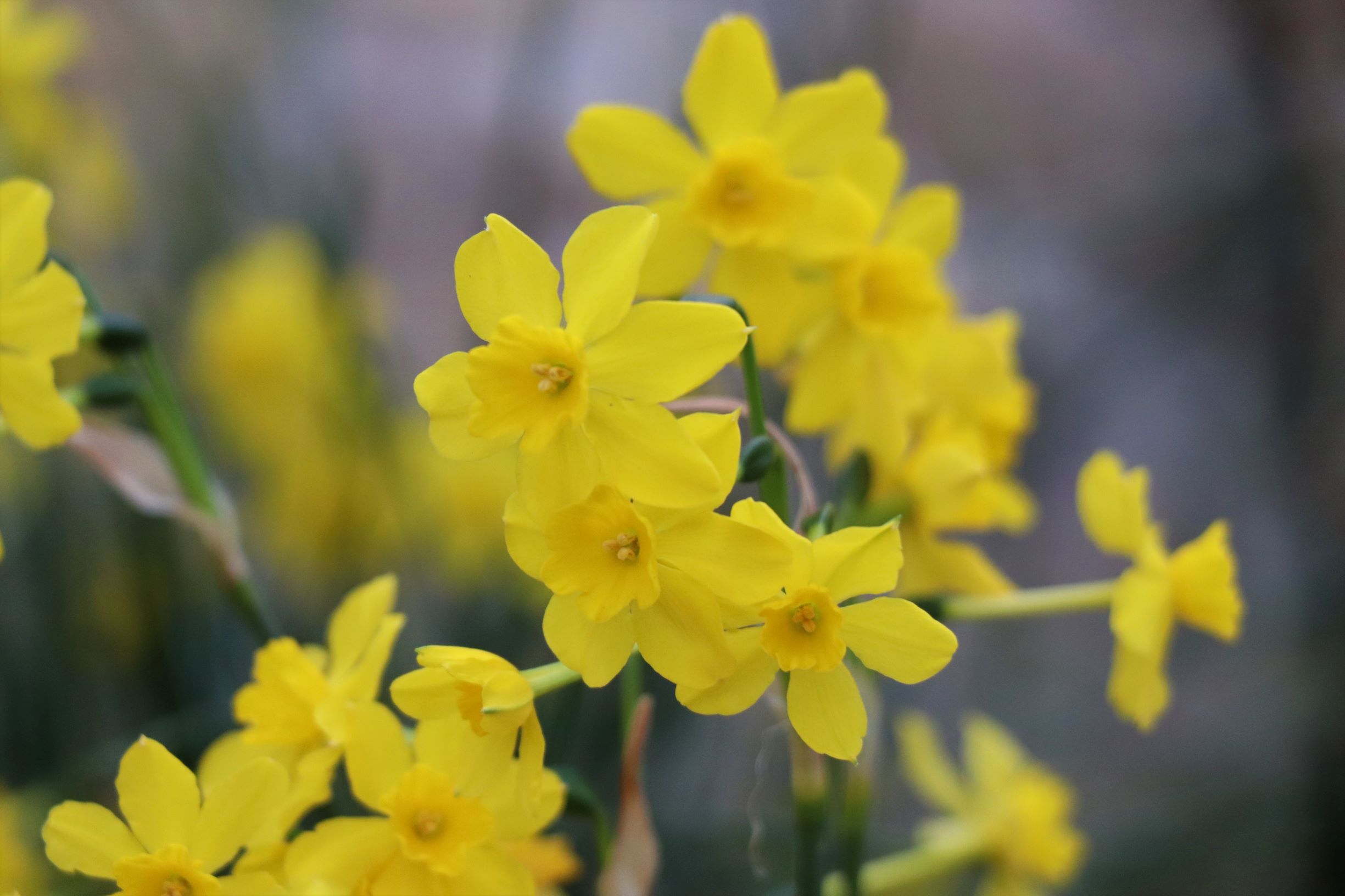 Daffodils Signs of spring Kew