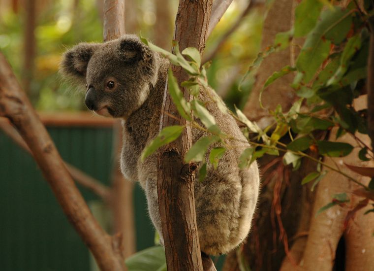 07 Koala ｜ 31：動物ランド（Animal Land)