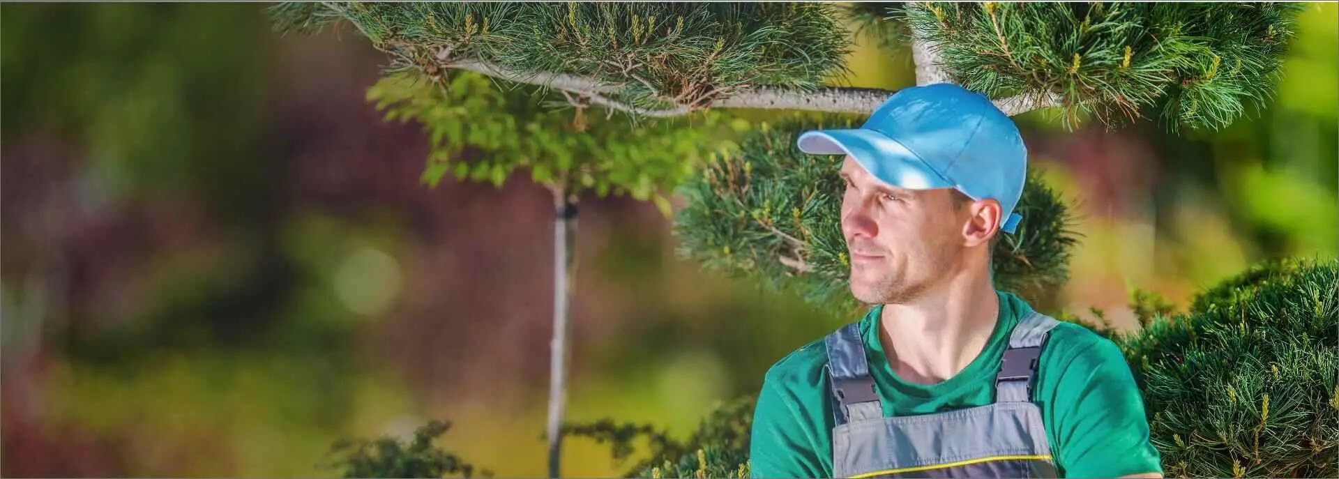 Best Tree Service site Design Resource Provider