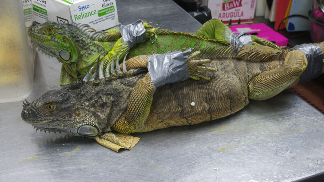 Taste of the Iguana A Savory Solution to Invasive
