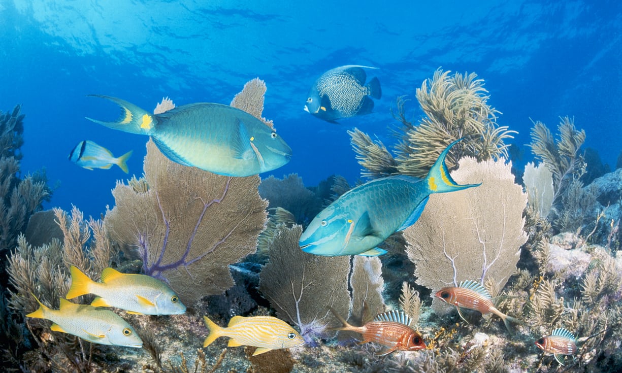 How did half of the great Florida coral reef system disappear? Key