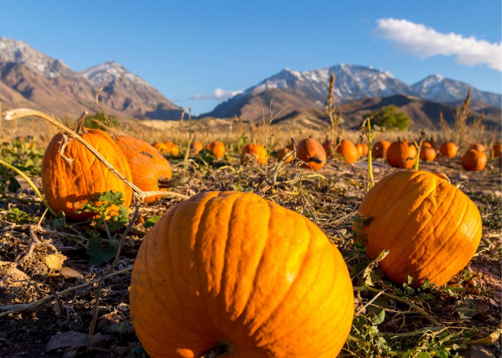 Things to Do in Fall in Colorado Colorado Summer Festivals