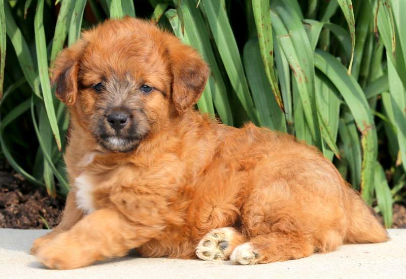 Macho Jackapoo Puppy For Sale Keystone Puppies