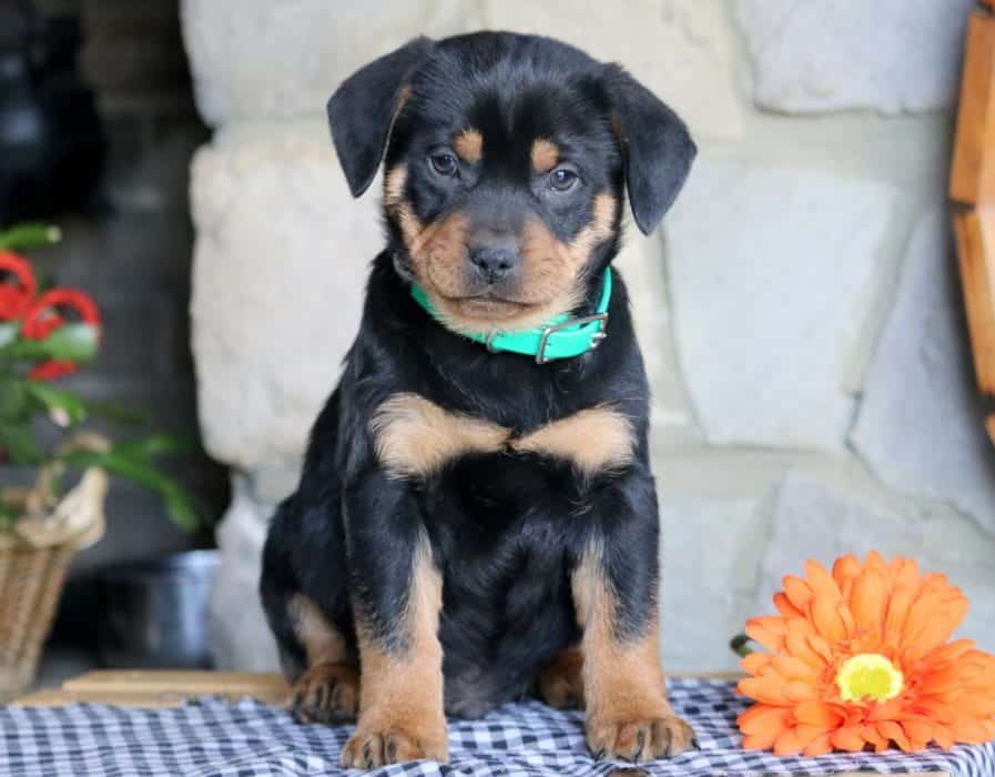 +55 Miniature Rottweiler Breed
