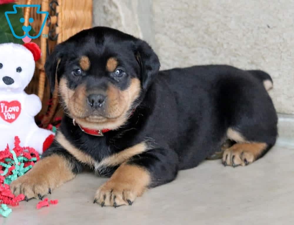 Brady Rottweiler Miniature Puppy For Sale Keystone Puppies