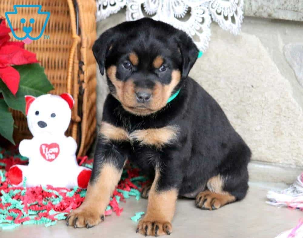 Breeze Rottweiler Miniature Puppy For Sale Keystone Puppies