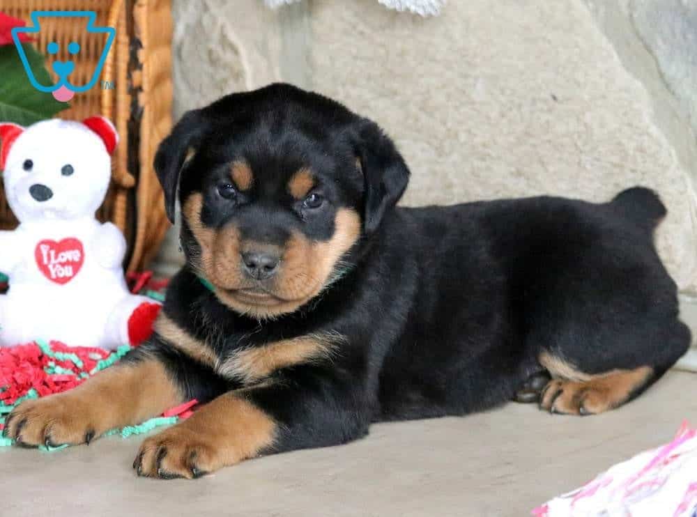 Breeze Rottweiler Miniature Puppy For Sale Keystone Puppies