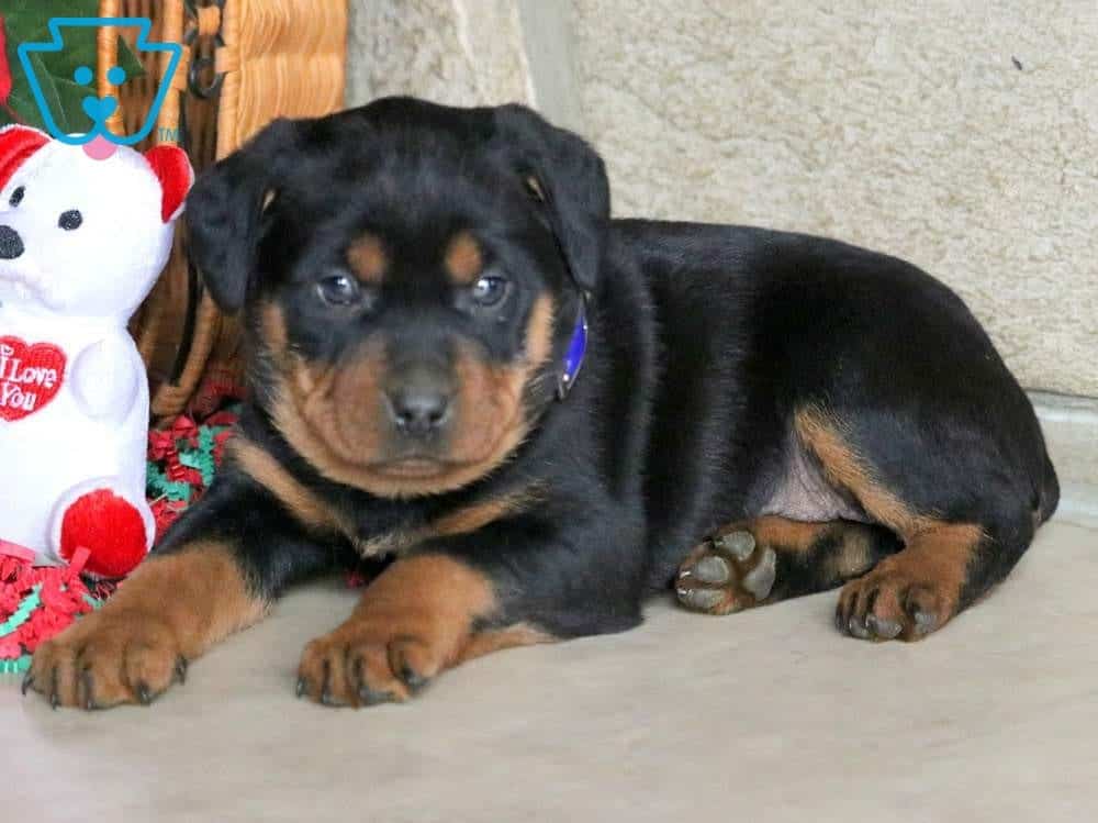 Buzz Rottweiler Miniature Puppy For Sale Keystone Puppies