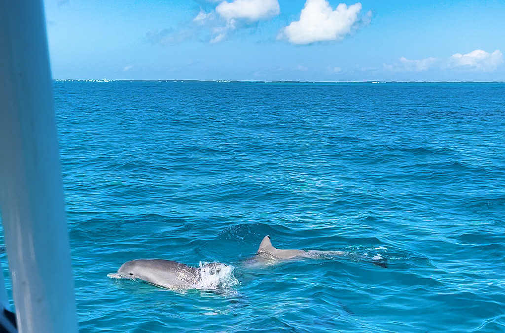Playful Dolphin Encounter in the Florida Keys