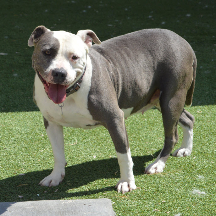 Overcrowded Ridgecrest Animal Shelter asks public to adopt pets KGET 17