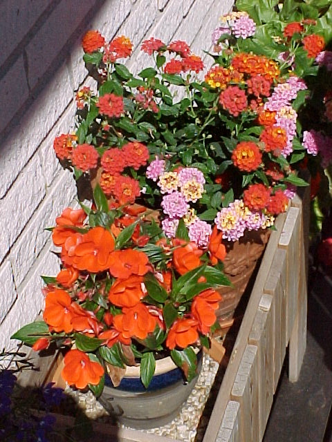 blommor balkonglåda soligt Sommar Uteplats Och Balkong