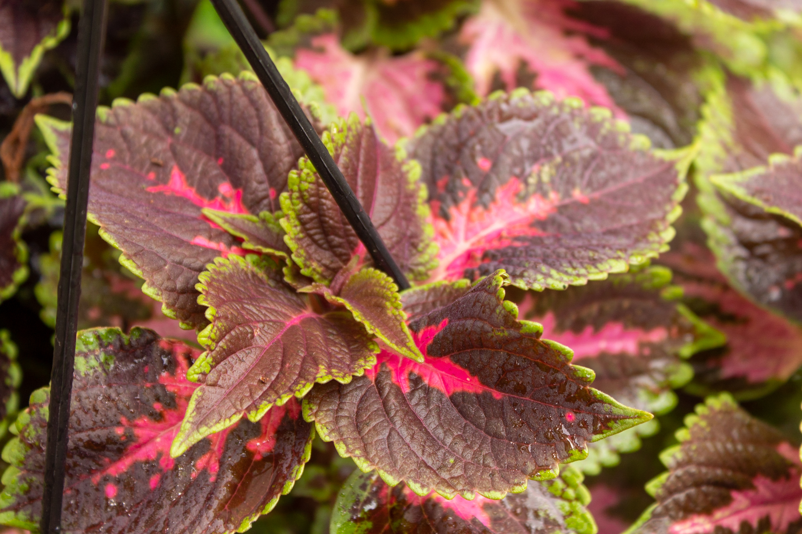 Coleus Plant