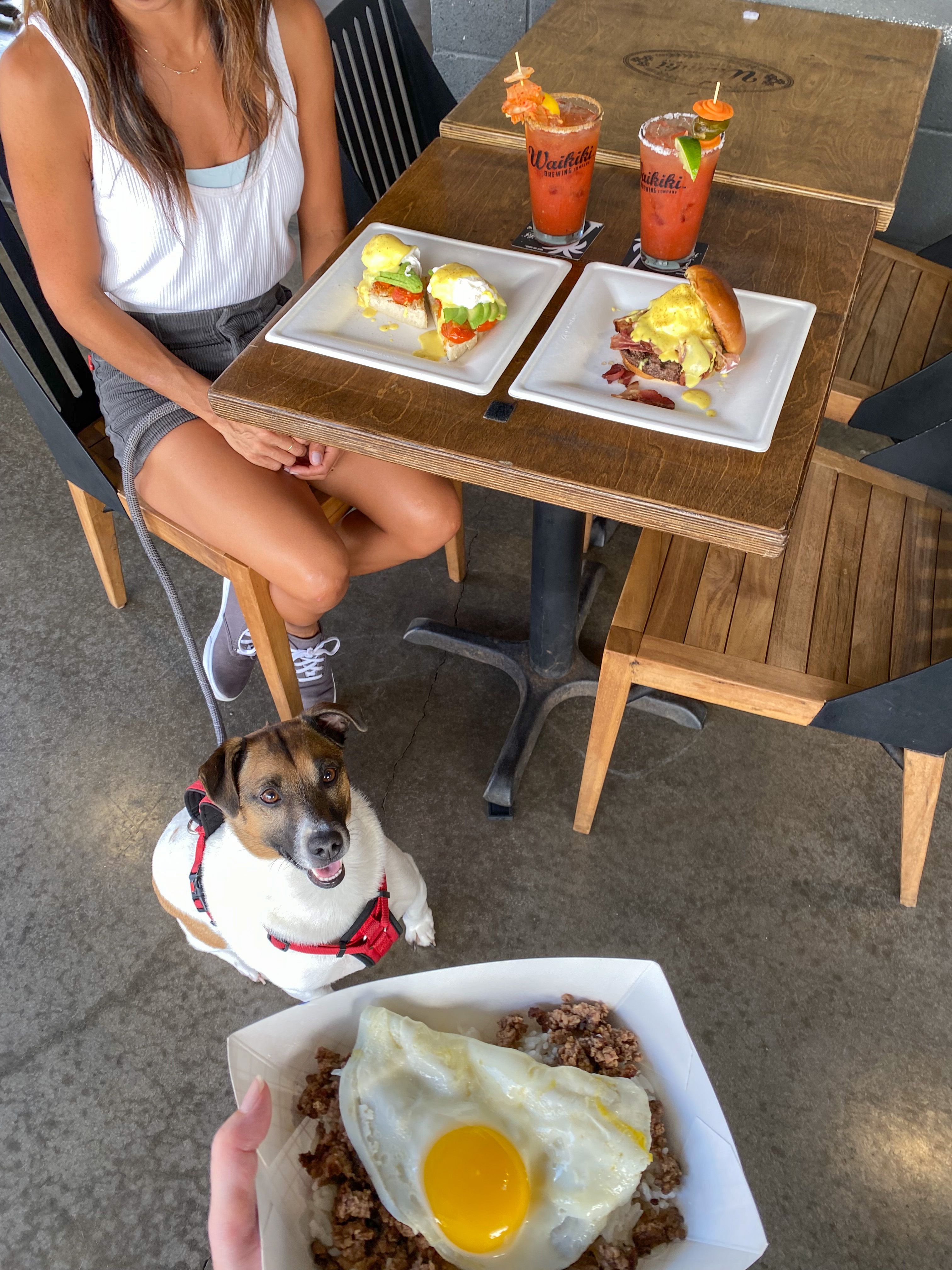 Dog friendly coffee shops and local spots on Oahu KHON2
