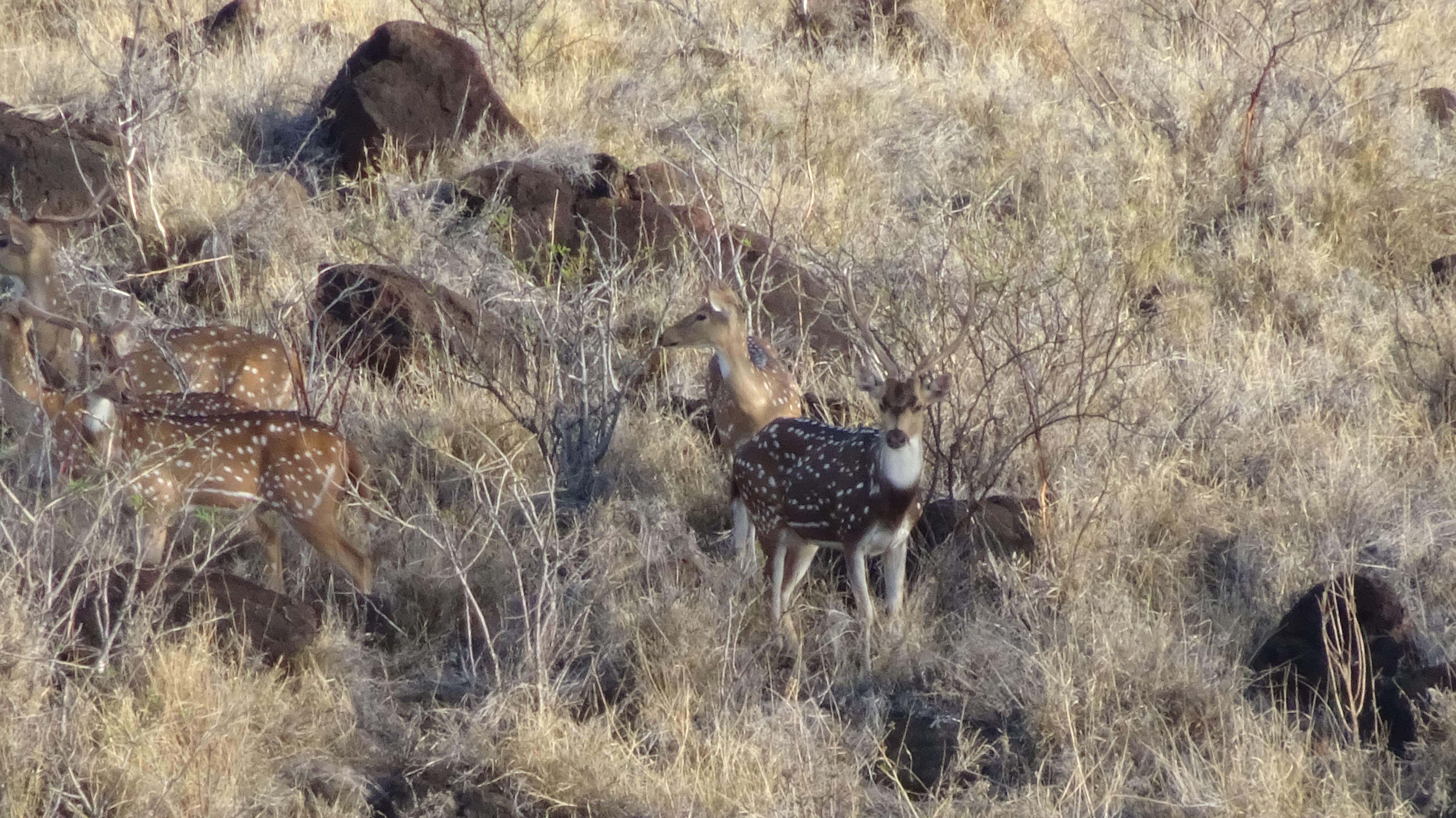 How to apply for 2023 Lanai Axis Deer Hunting season