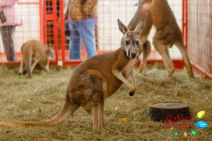 Southern Lights Kentucky Horse Park Foundation