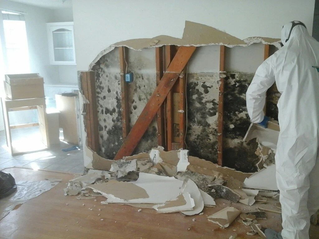 Toxic Mold Damage Removal Why You Should Hire a Professional Company