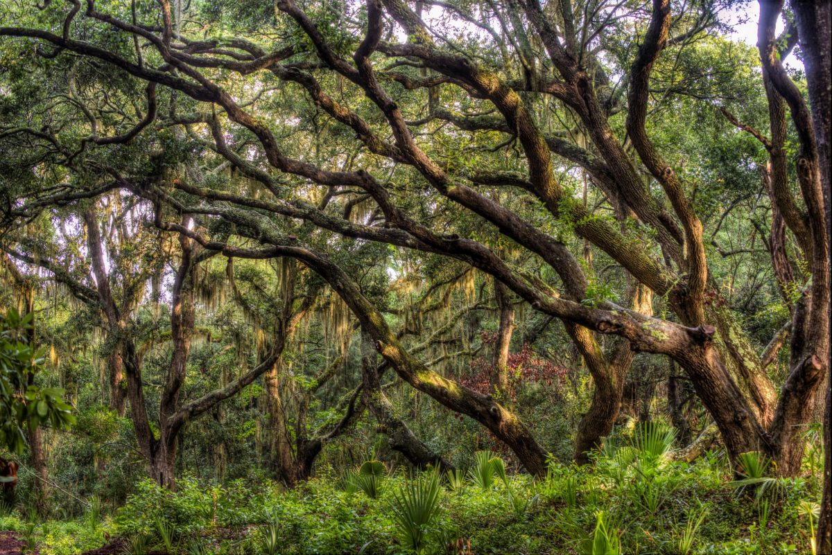 Lowcountry Treasure The Angel Oak Tree Kiawah Island