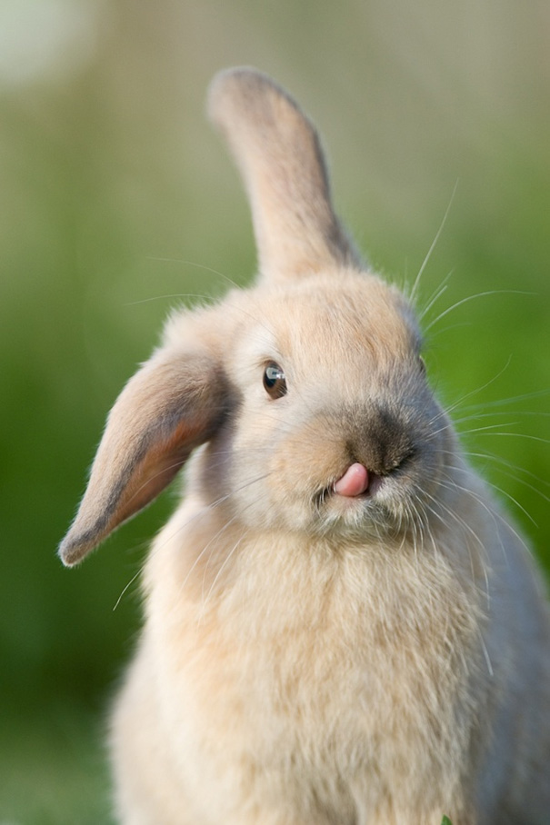 35 Of The Cutest Bunny Rabbits Are Cuteness Overload.