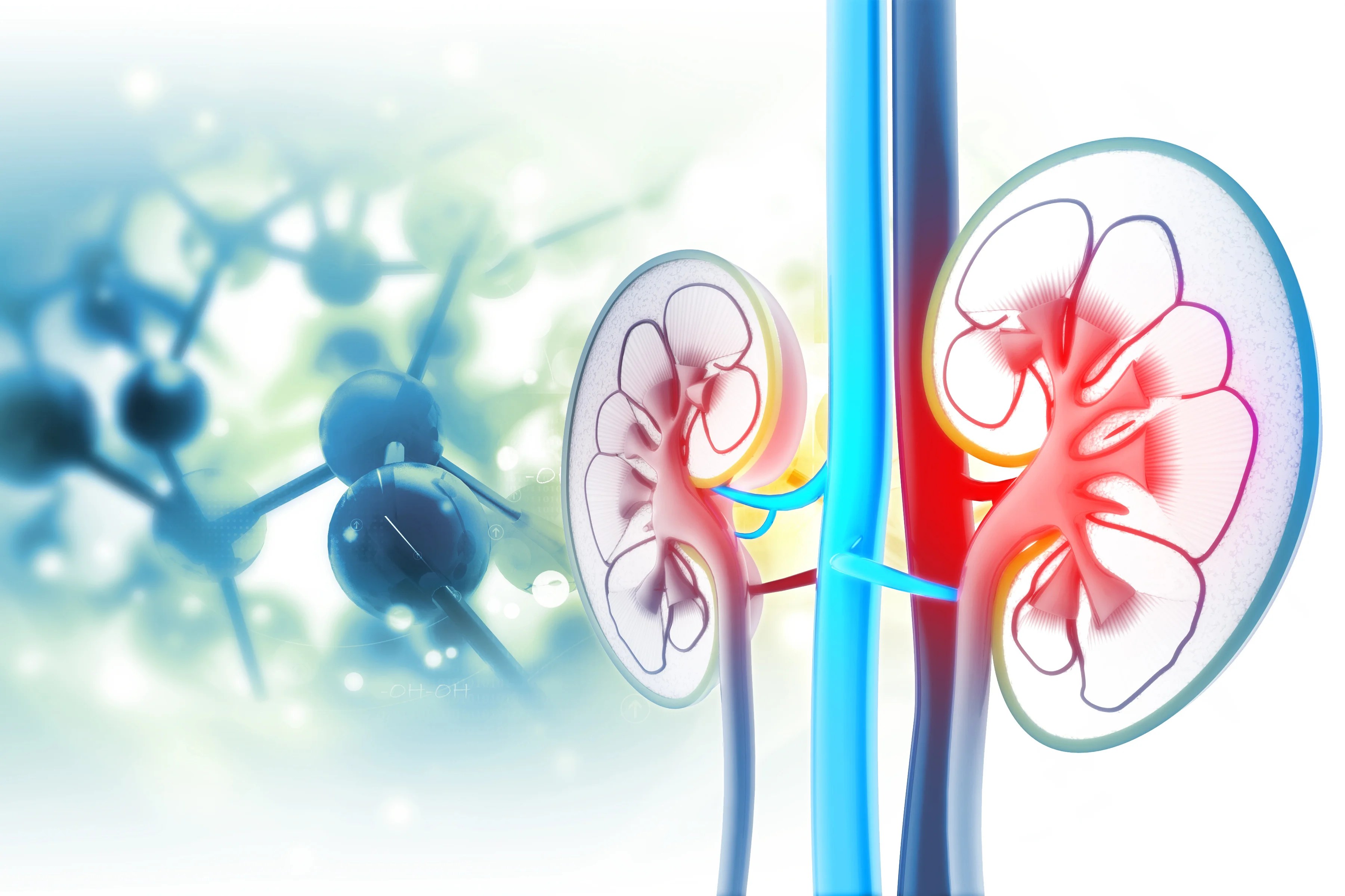 What Is Kidney Atrophy? National Kidney Foundation