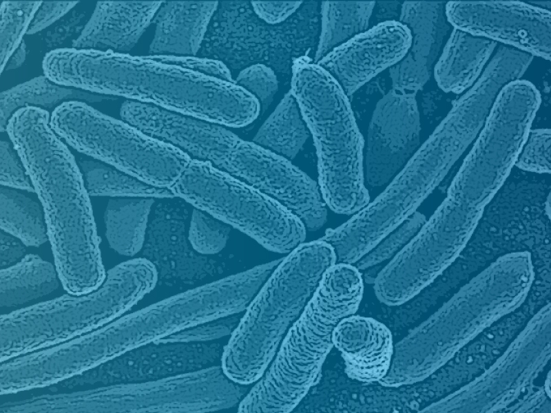 Kidney Bacterial Infection Causes Kidney Failure Disease