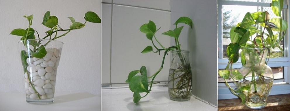 Can Plants be grown without Soil? Kidpid