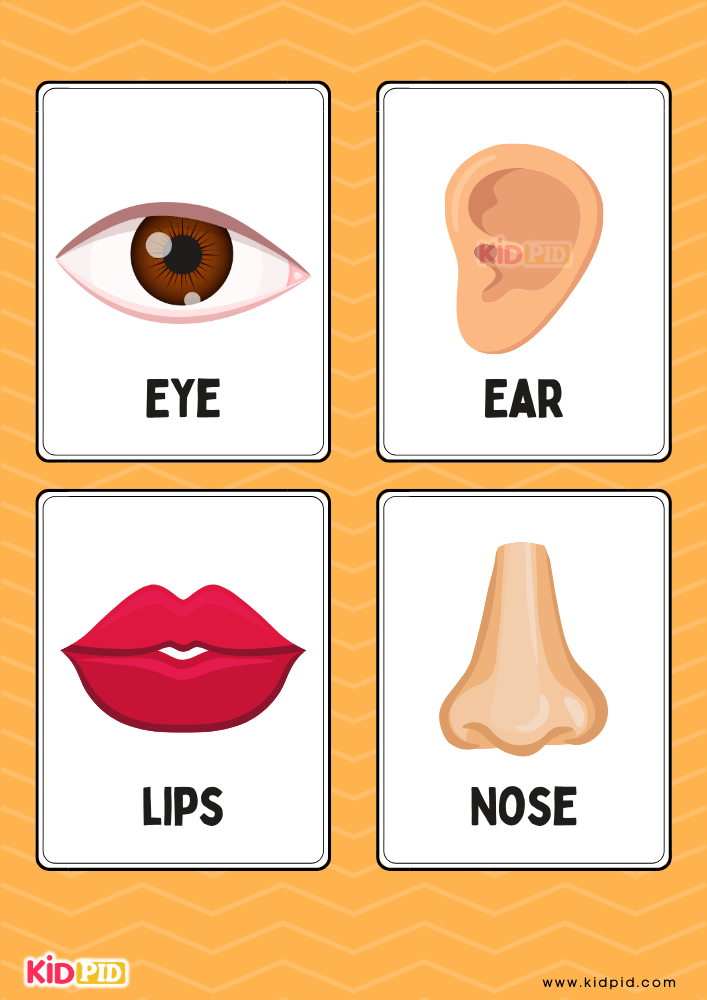 Parts of the Head Flashcard Sheets Kidpid