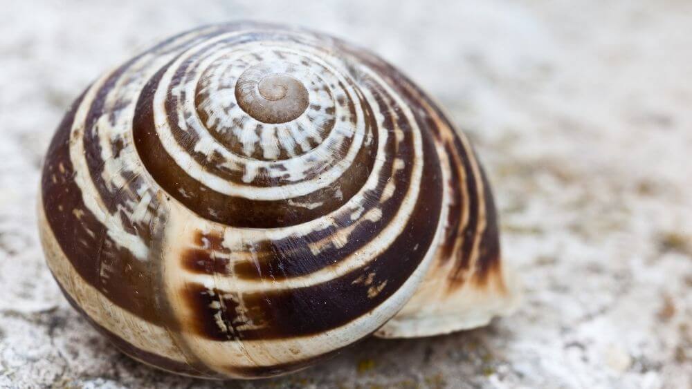 What’s inside a snail’s shell? Kidpid