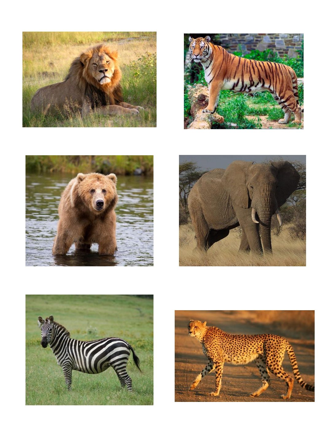 Zoo Theme Activity Printable