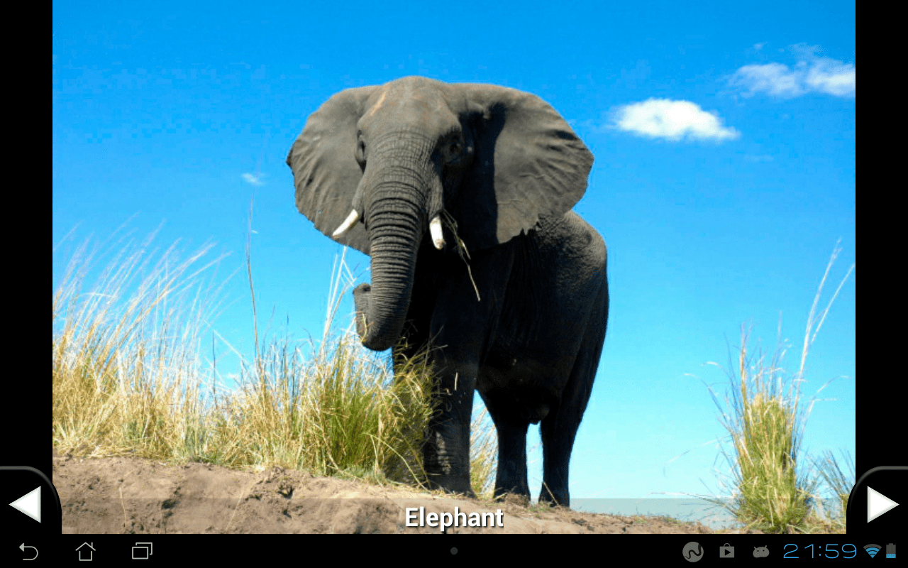 Animal sounds and pictures Kidstatic Apps iOS and Android