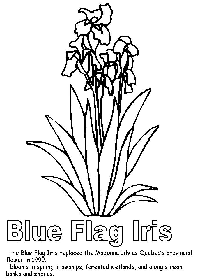 Blue Flag Iris coloring page