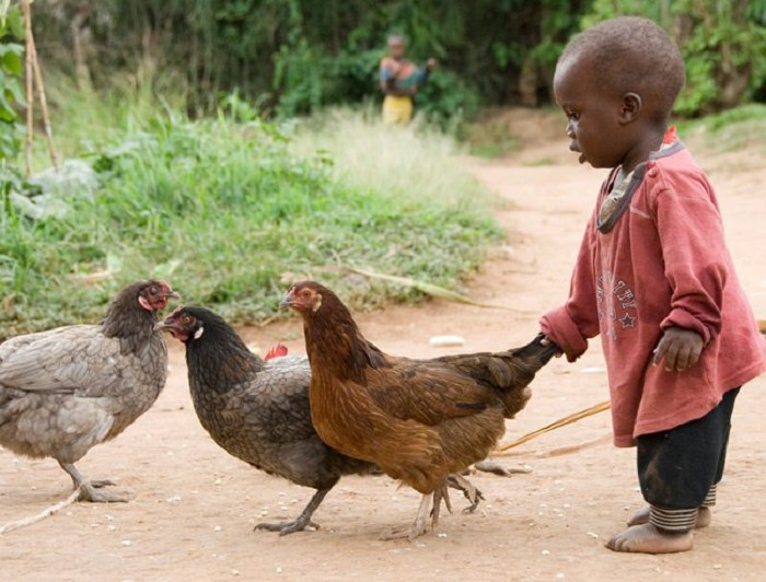 Impamvu itangaje yatumye areka inyama y’inkoko Kigali Today