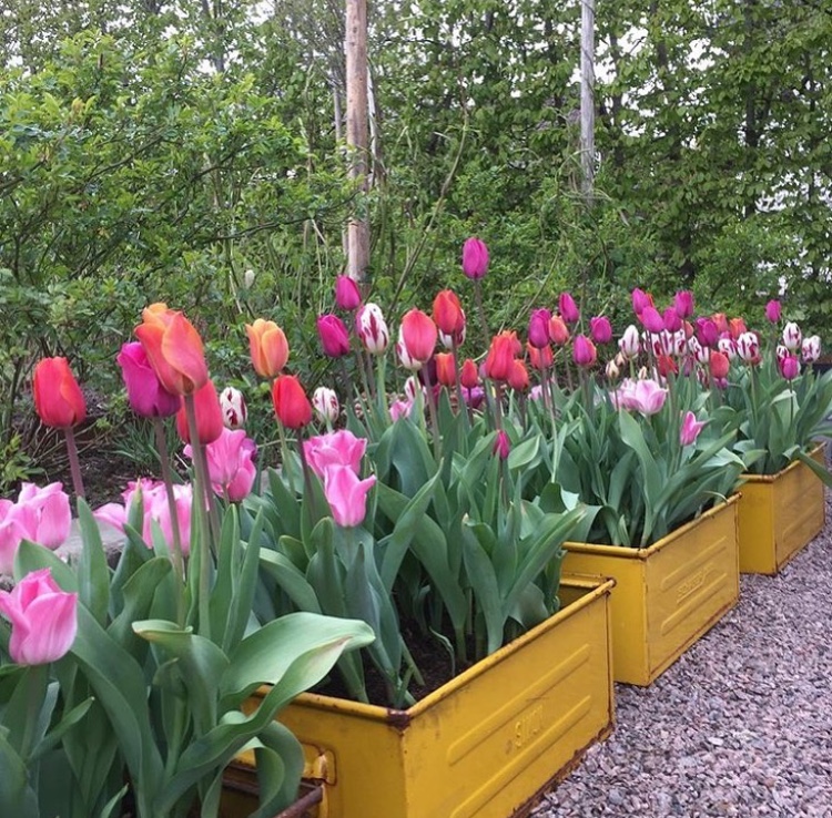 Tulpaner i kruka » Kikongo