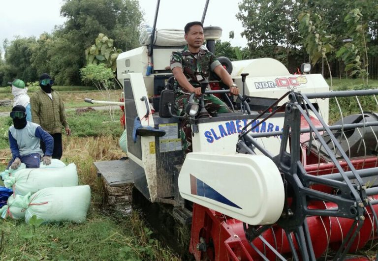 Pendampingan Panen Padi Oleh Babinsa Koramil 20 / Tambakromo Menggunakan Mesin Combine Harvester
