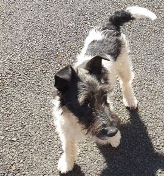 Lost dogs wandering around Newbridge for second day Kildare Live