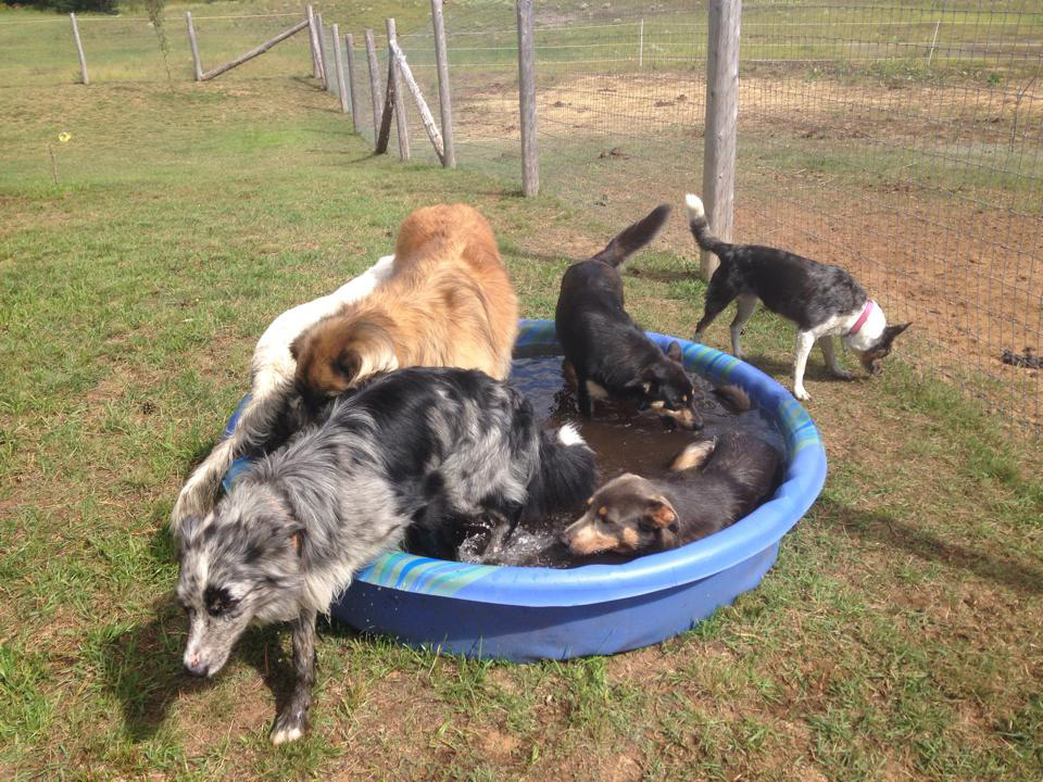 Dog Boarding and Dog Training in Haliburton Ontario