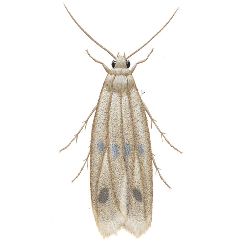 Casebearing clothes moth Killgerm Chemicals Ltd