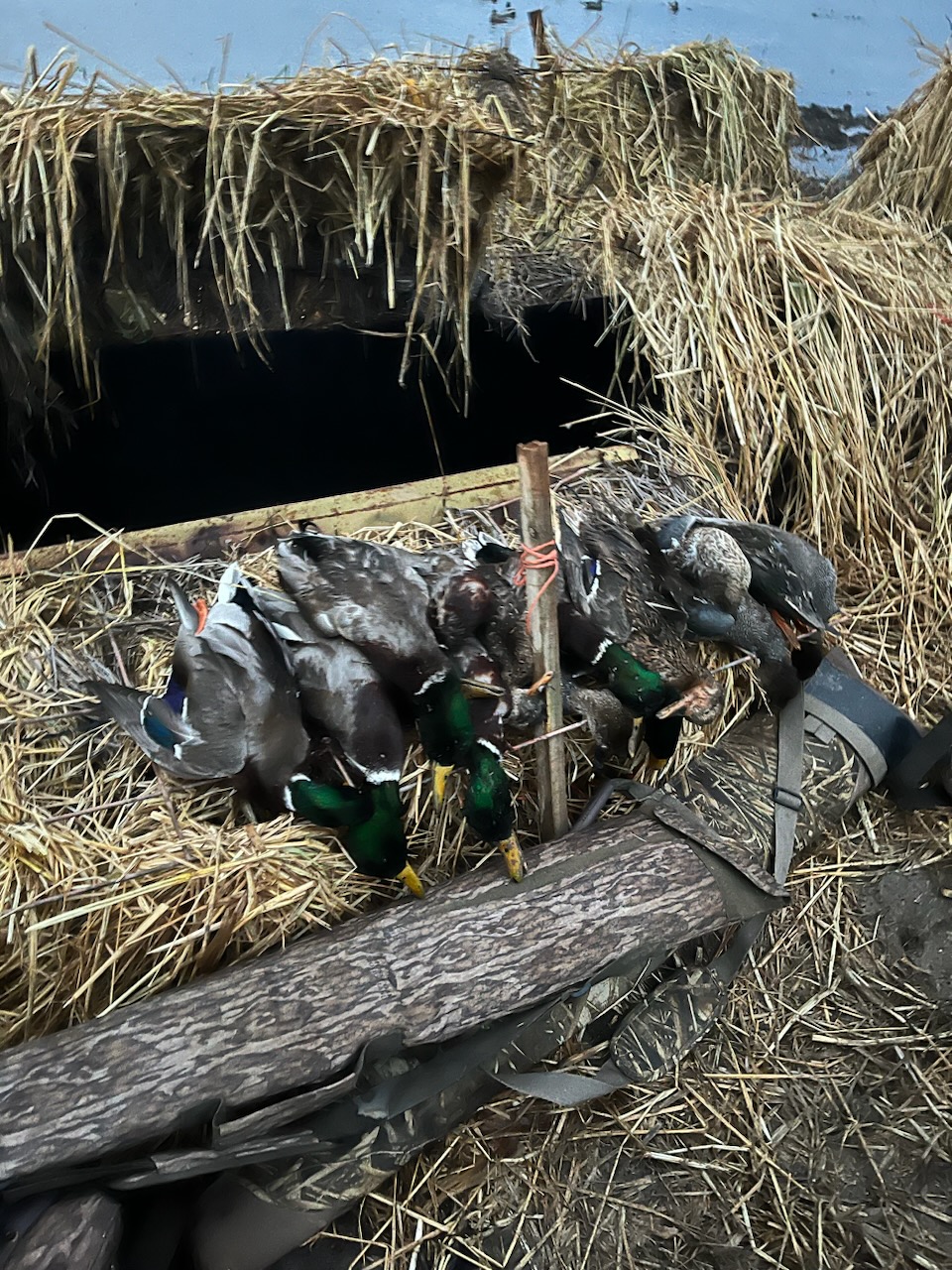 2223 Duck Season Kill MO Ducks 5733446071 Gobler, MO