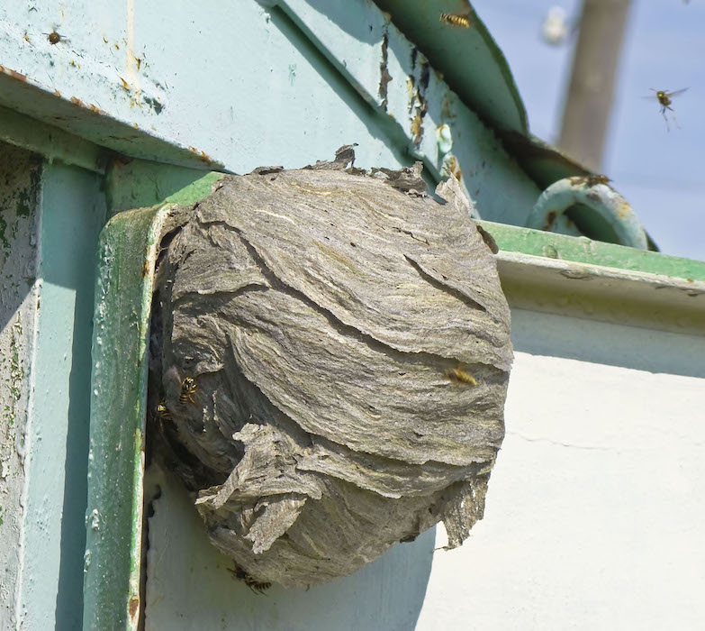 Wasp Nest In Tree Removal Mice