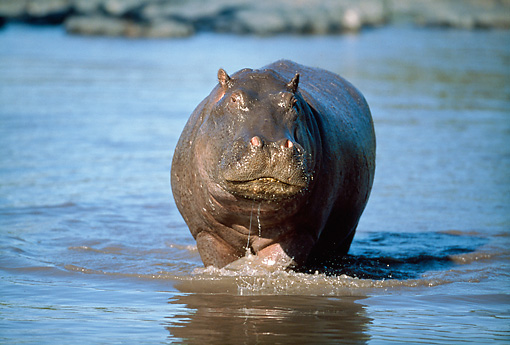 hippo Animal Stock Photos Kimballstock