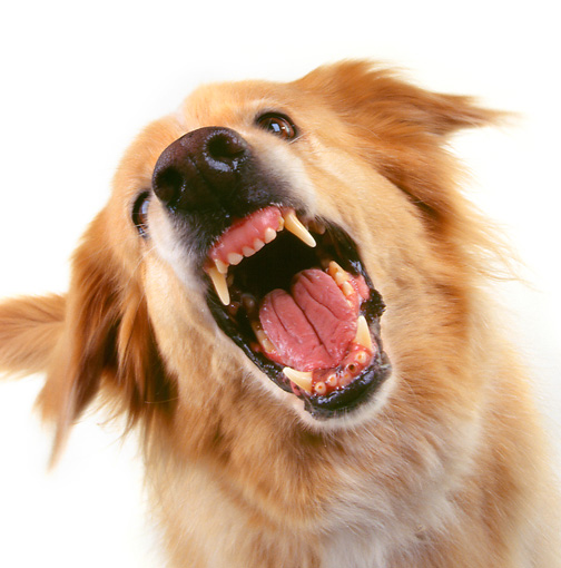 barking Animal Stock Photos Kimballstock