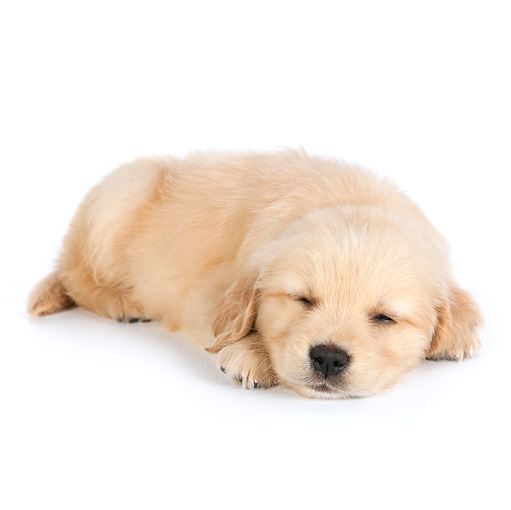 Golden Retriever Puppies Sleeping