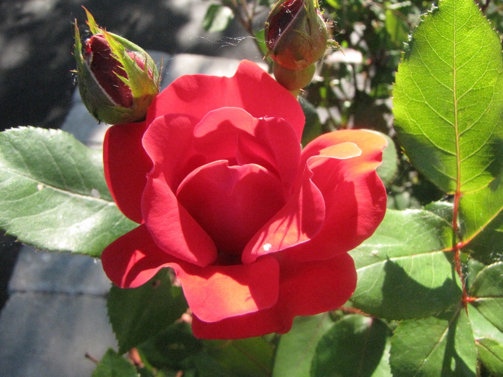 Flowers Make Me Smile Kimversations